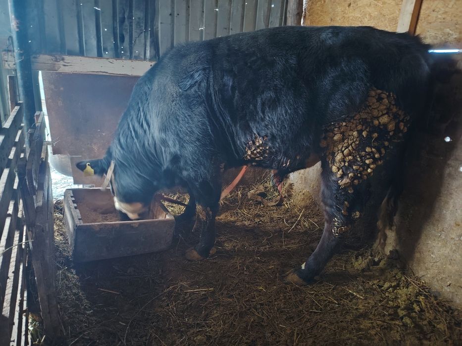 Продаётся Бычок 1.8 месяц, 4