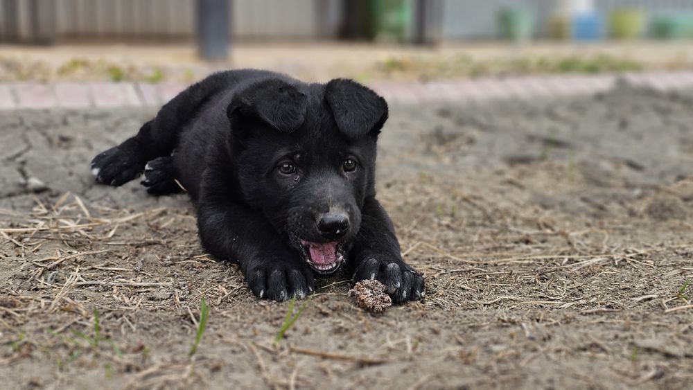 Щенок Немецкой овчарки Черный