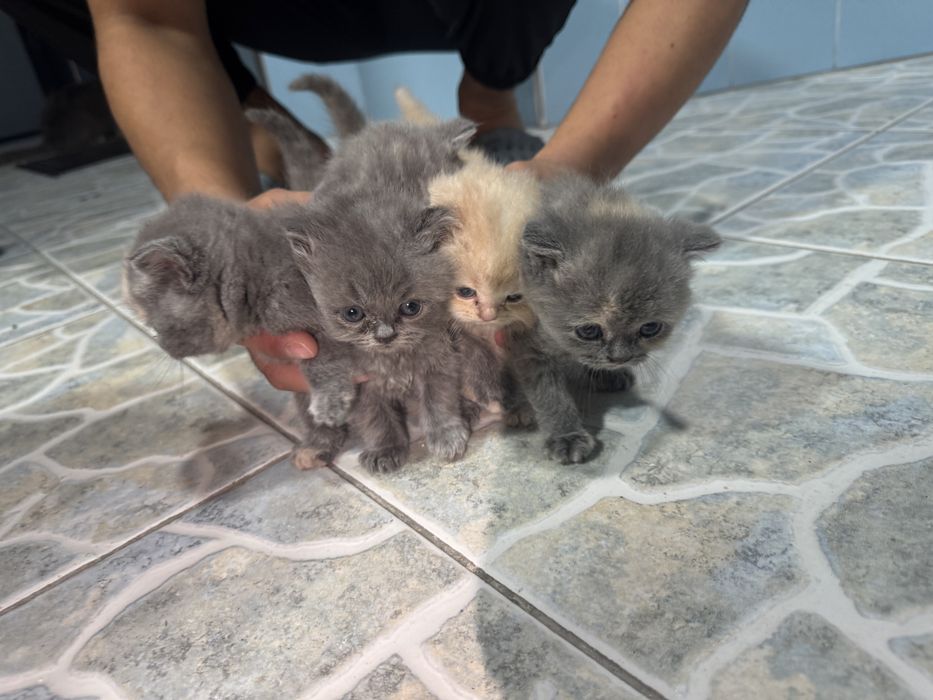 Котяты чистокровные