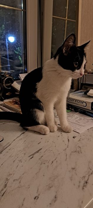 Отдадим кота в хорошие руки