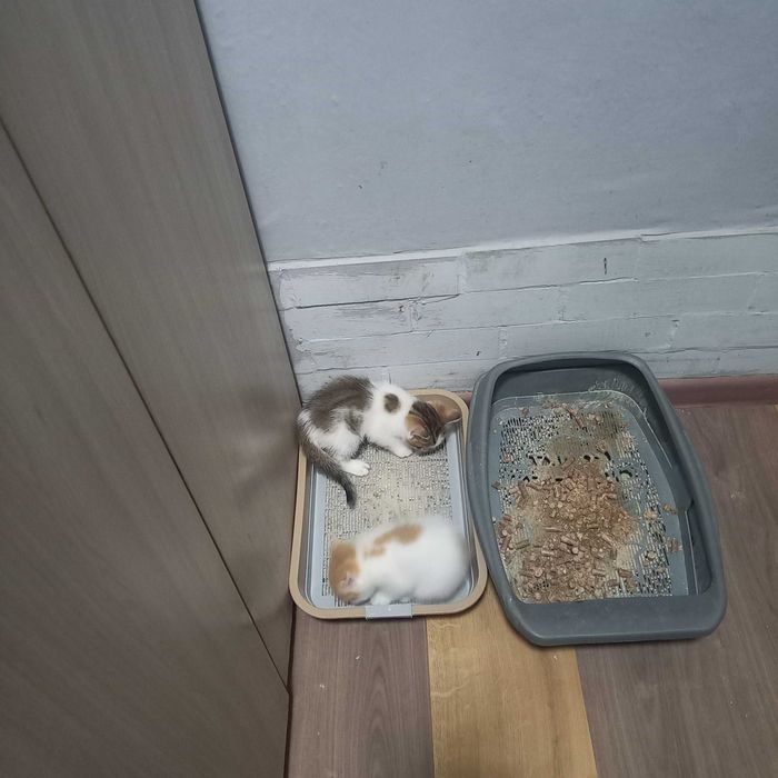 Продам котят .Вислоухих британцев