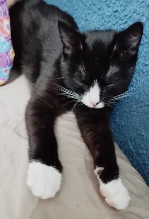 Ищем любящих хозяев!