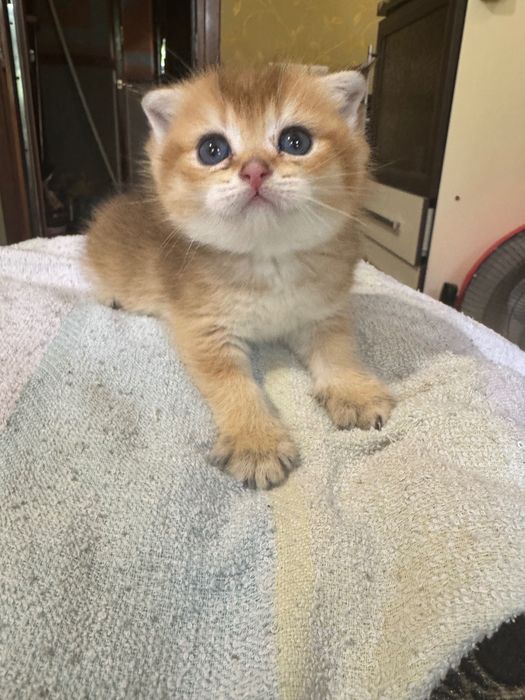 Продаются котята, британские!