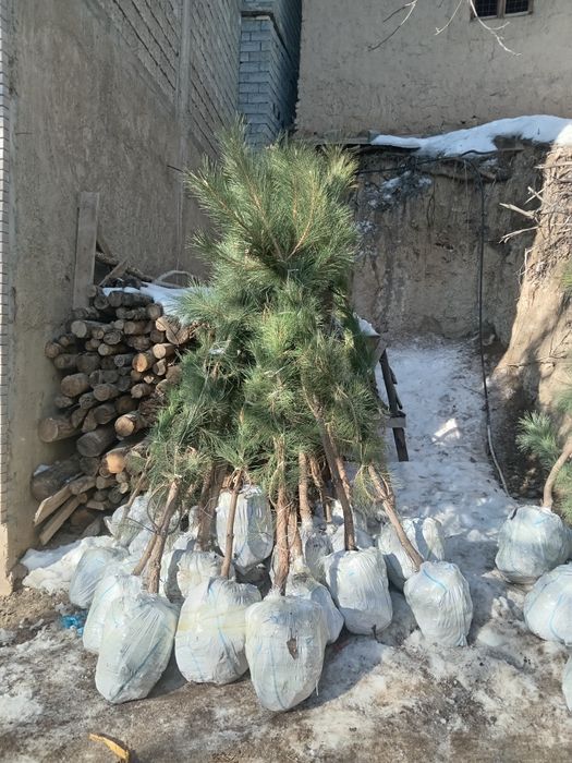 Крим арча кучатлари сотилади