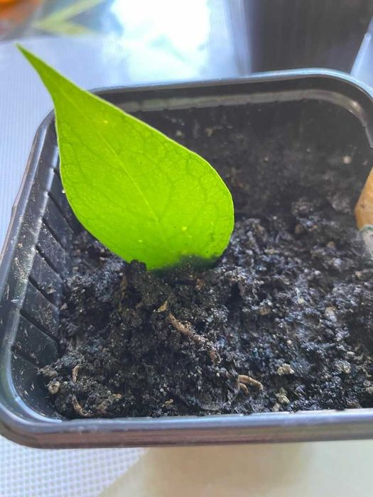 Продам Эсхинантус, жар птица