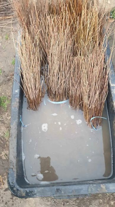 Vând puieți oferta generoasă