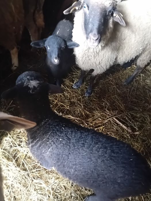 Oi fatate si gestante