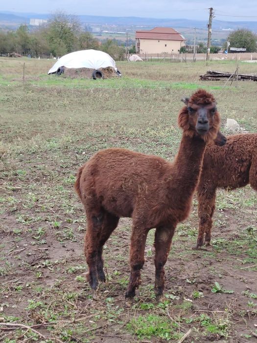 Vând pereche alpaca