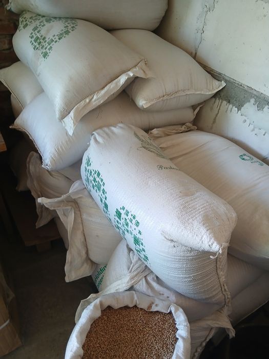 Vând grâu producție 2025