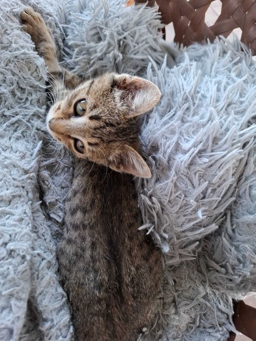 Отдам кошечку в добрые руки