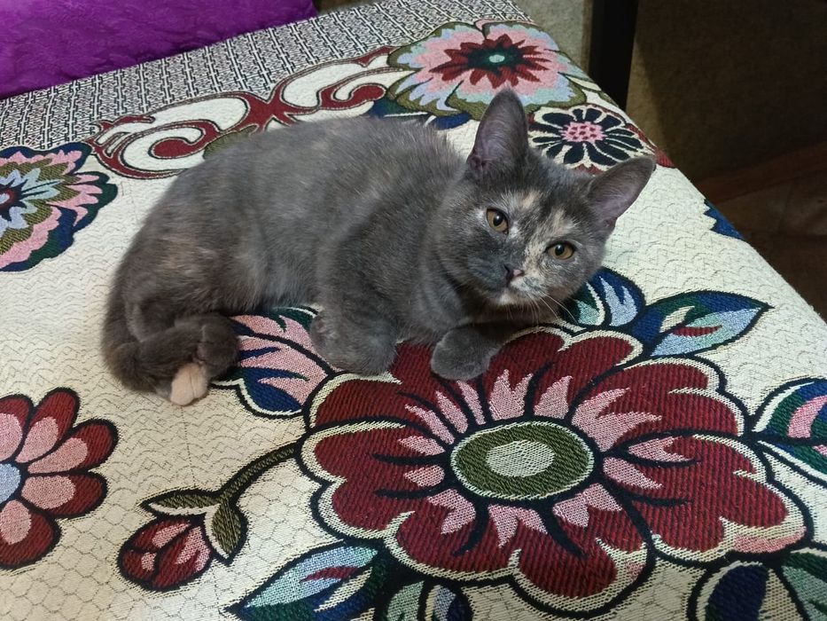 Отдам кошку в хорошие руки