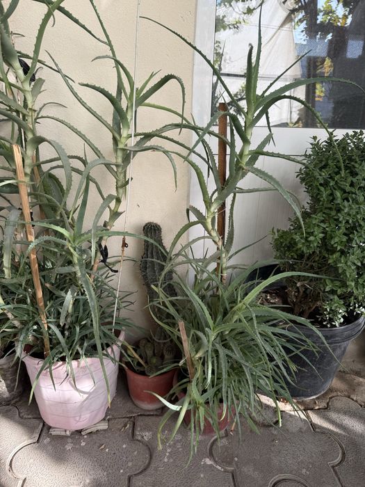 Алой личкбни. Aloy shifobaxsh oʻsimligi