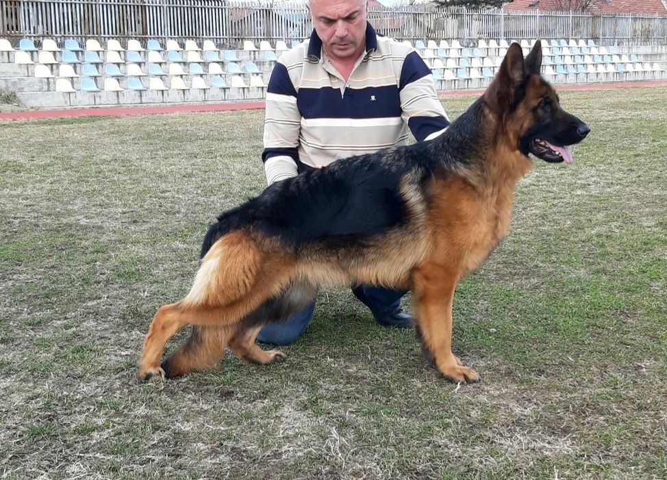 Елитн немски овчарка