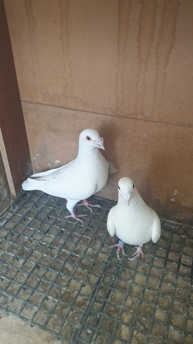 Ocazie! Vand pereche voiajori albi sport sanatosi, deosebiti, TOP!