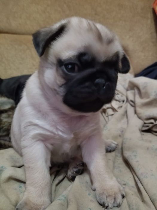 Продам щенков мопса,рассрочка каспи 0 0 12