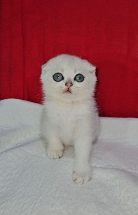 Шикарная Серебристая Шиншилла девочка