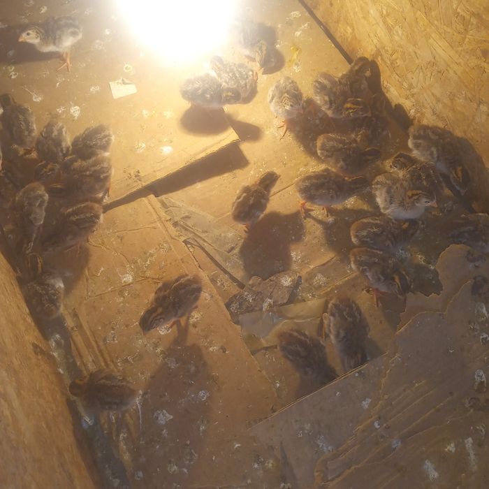 Цисарка балапандары