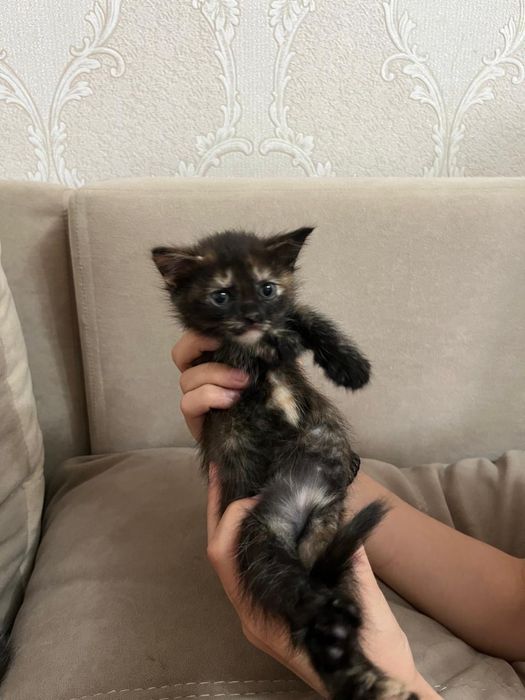 Котенок девочка хорошие руки