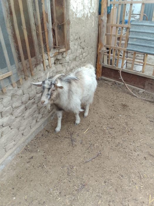 Заненский теке. Ешкилер сатылады