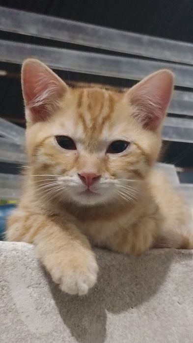 Домашние котята. Уй мушукчалар