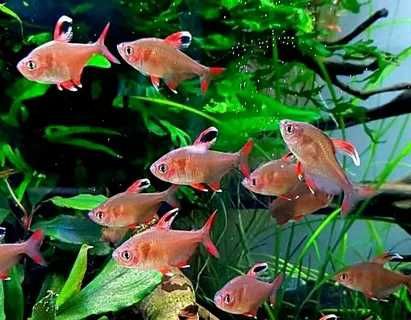 Аквариумная рыбка "Орнатус"