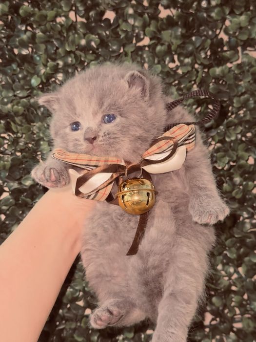 Британский скотч фолд, страйт