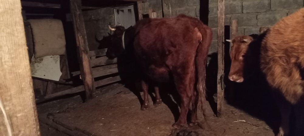 Продается корова