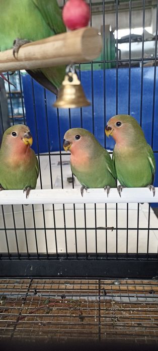 Папагали неразделки и корели