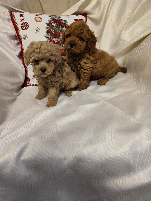 Toy puddle (6 кученца)