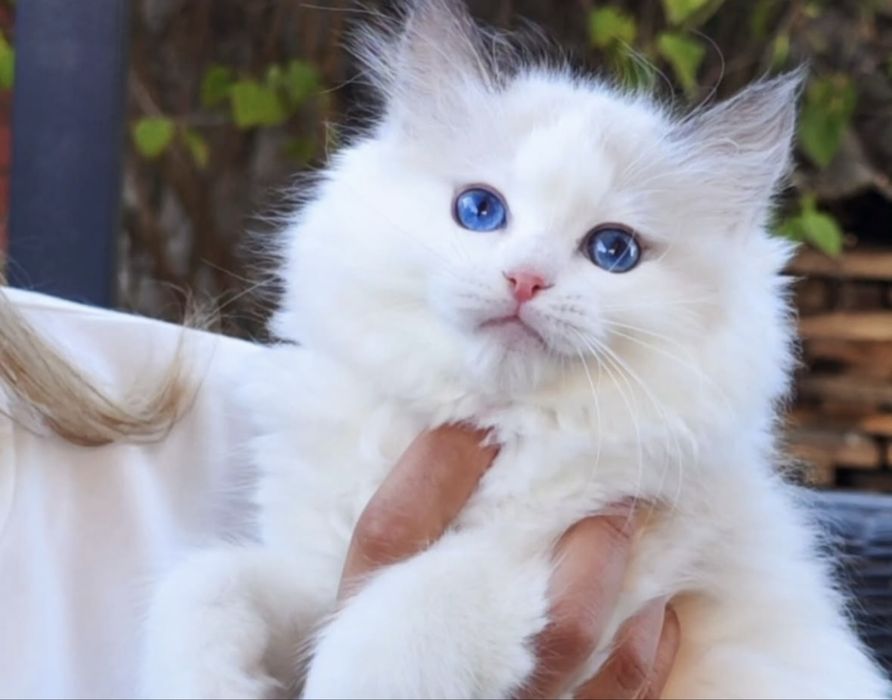 Рэгдолл Рэгдолл Рэгдолл!!!