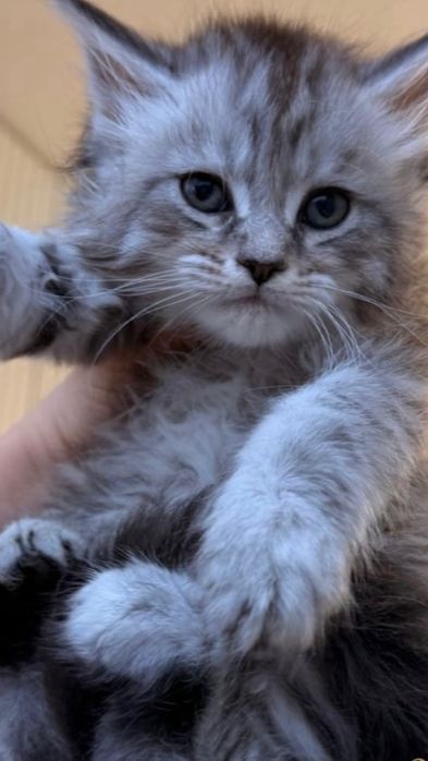 ласковый котенок