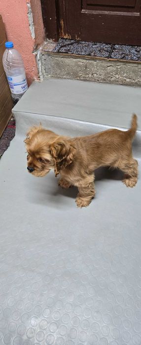 Американски кокери