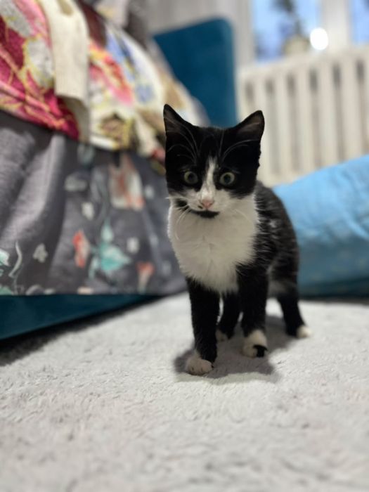 Котенок мальчик 3 месяца