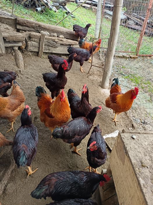 Vând cocosi new hampshire  și Rhode island