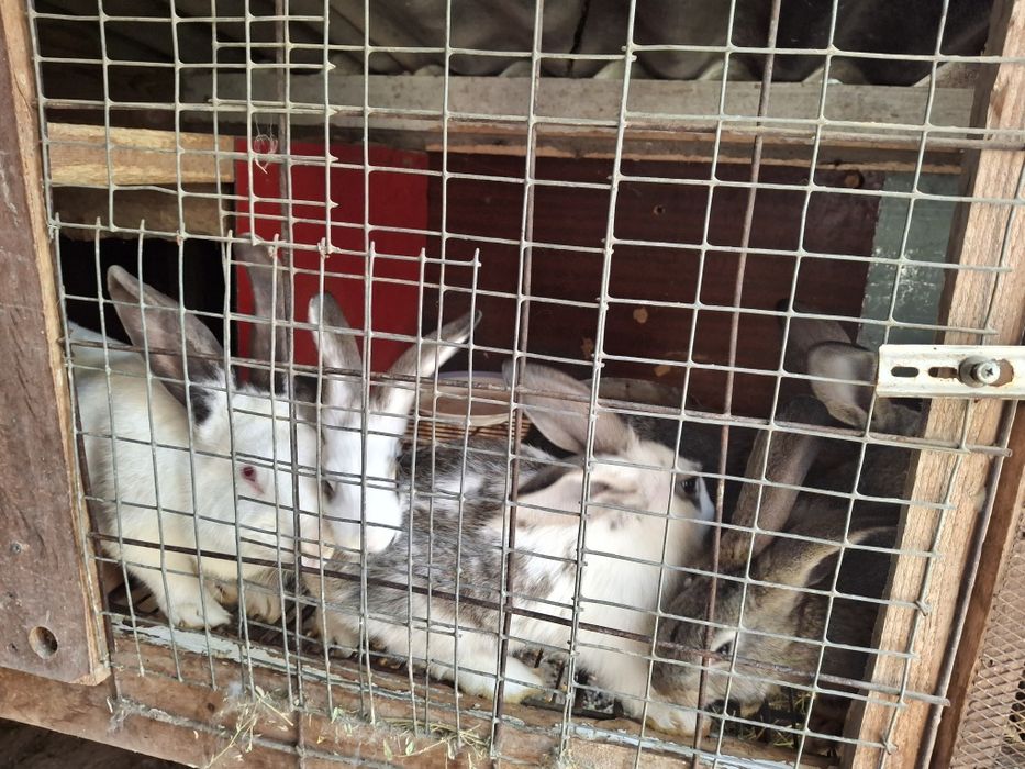 Продажа кроликов