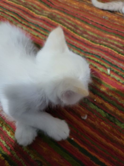Отдаем бесплатно котят
