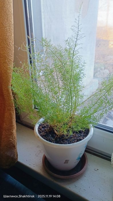 Комнатные растения