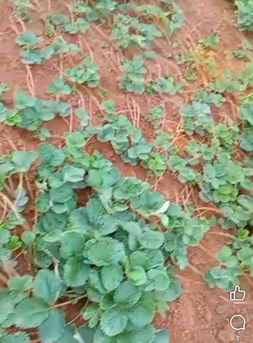 Разсад ягоди от производител