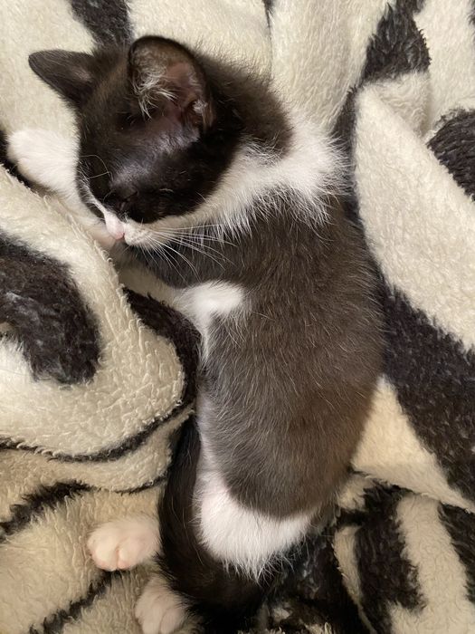 Отдам котенка в добрые руки!!!