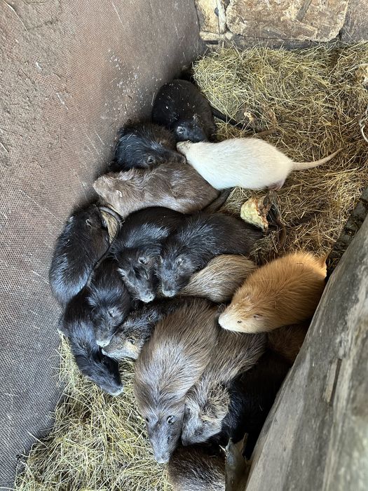 Nutrii si pui de nutrie