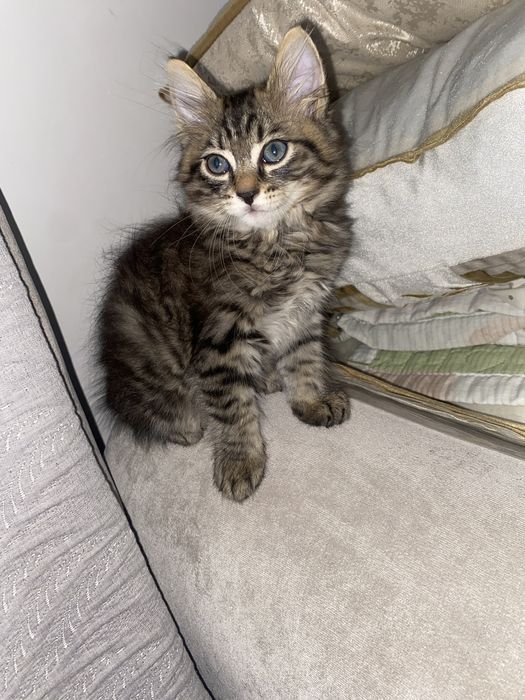 Котенок мальчик бесплатно