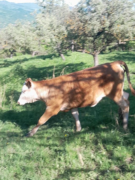 Vand vitea frumoasa
