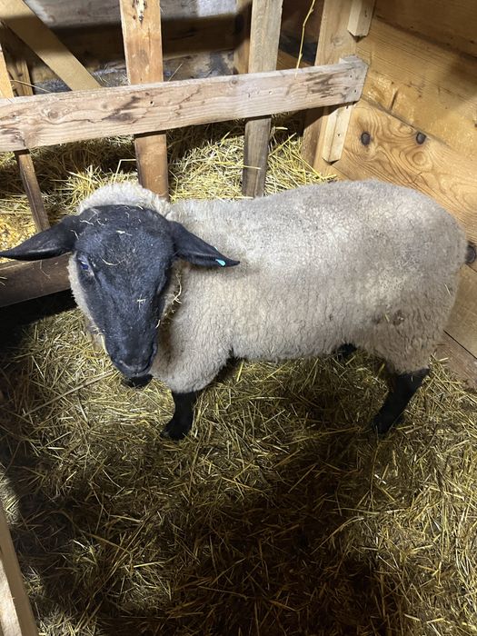 Berbec/berbecut  suffolk