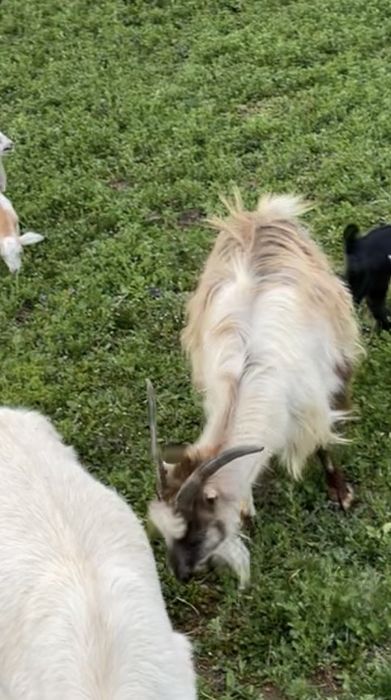 Vand doua capre carpatine