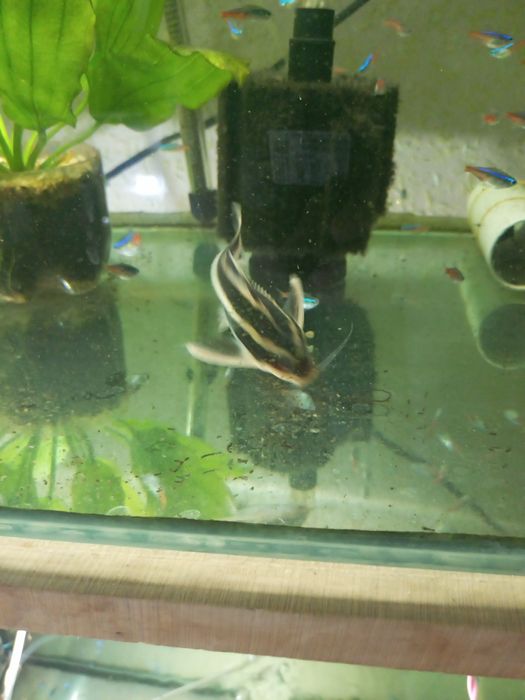 Продаются рыбы для аквариума