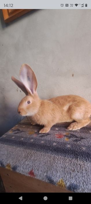 Uriaș german galben de vânzare