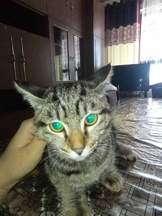 Мушуклар сотилади