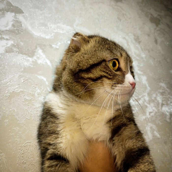 Sotiladi skotish fold