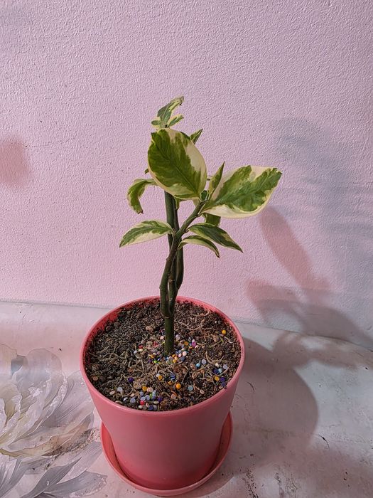 Комнатные растения косшы