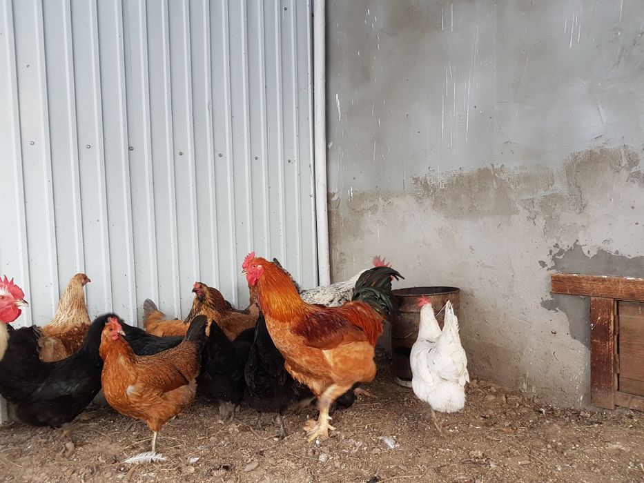 Продам молодых петухов.